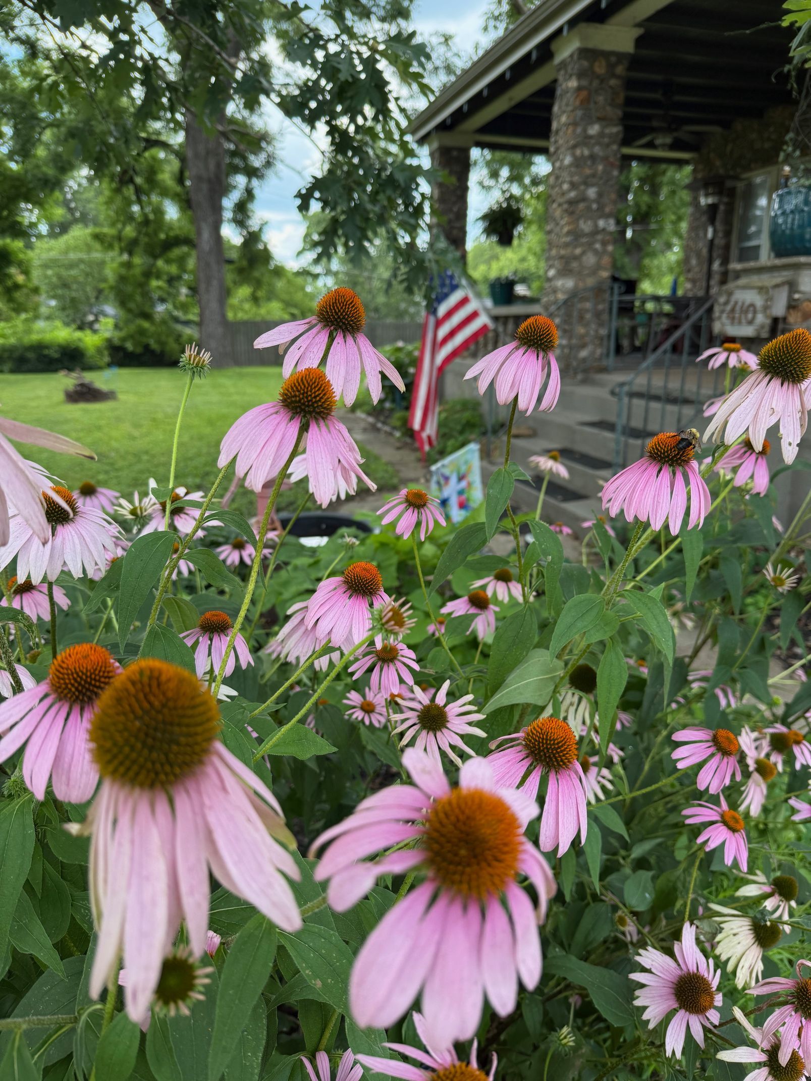 Pink coneflowers in bloom, American flag, stone porch, green lawn, sunny day.