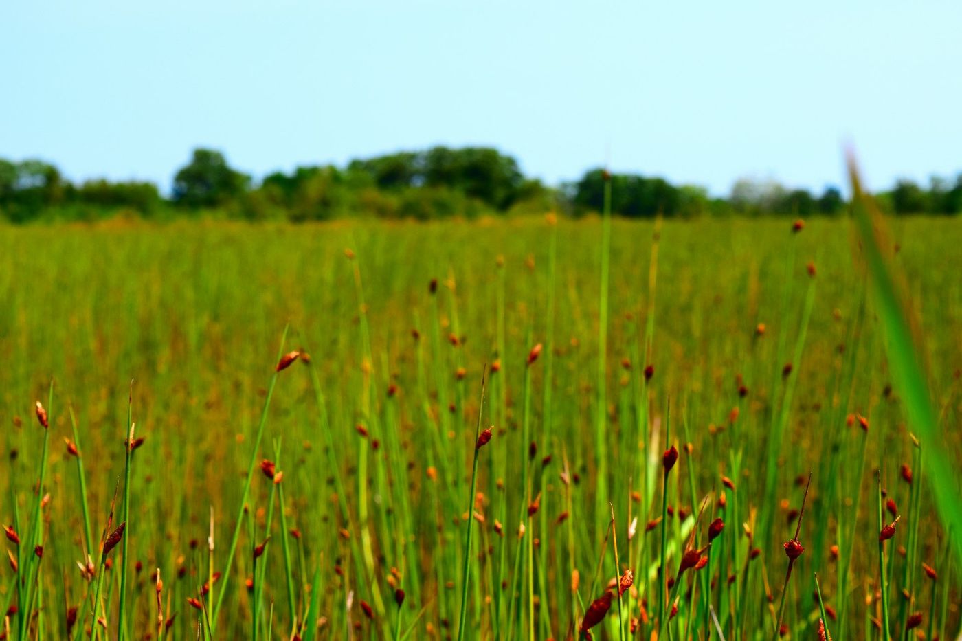 Tall green marsh grass with brown seed heads; trees and blue sky in the background.