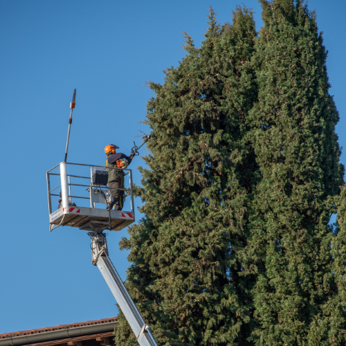 Boise Tree Trimming Services by Bravos Tree Services