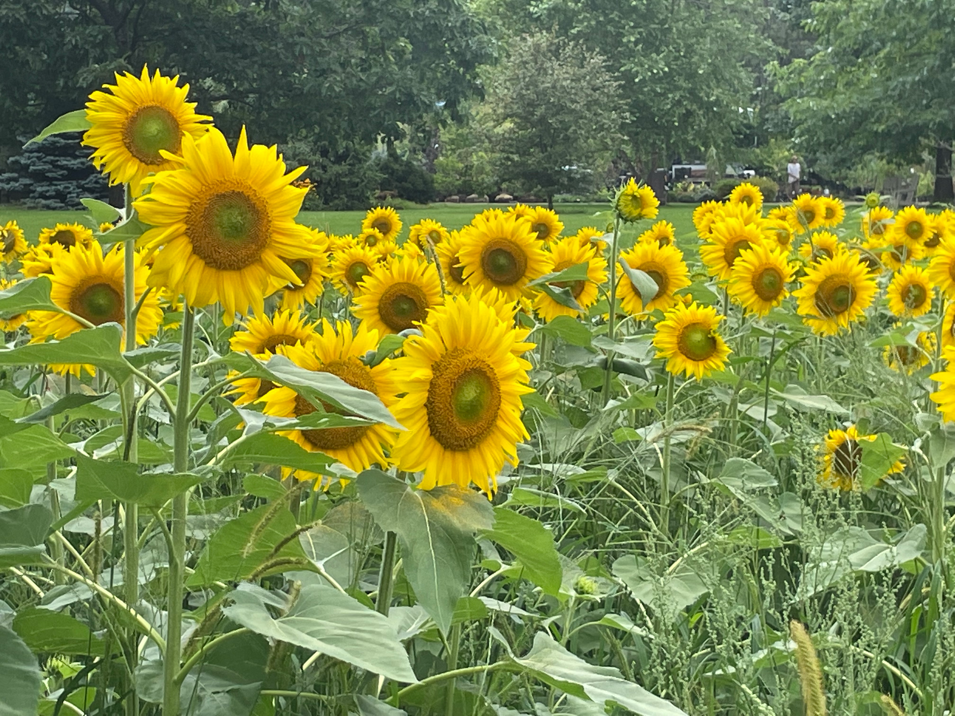 A field of sunflowers with trees in the background