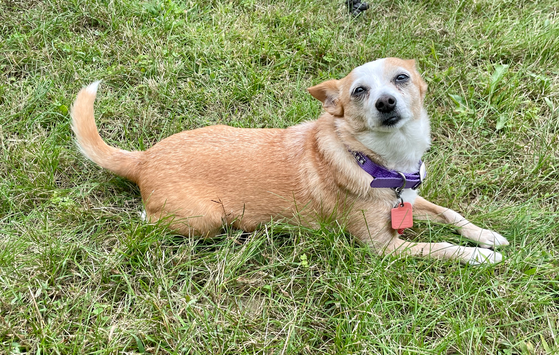 A brown and white dog is laying in the grass.