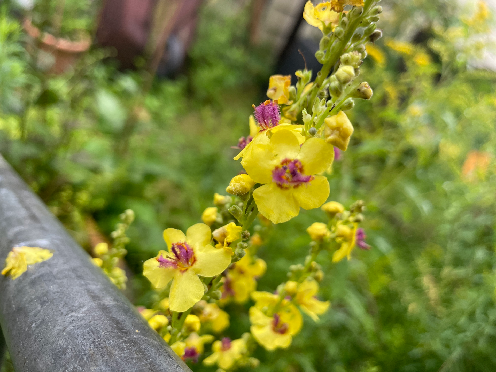 A close up of a yellow flower with a purple center.