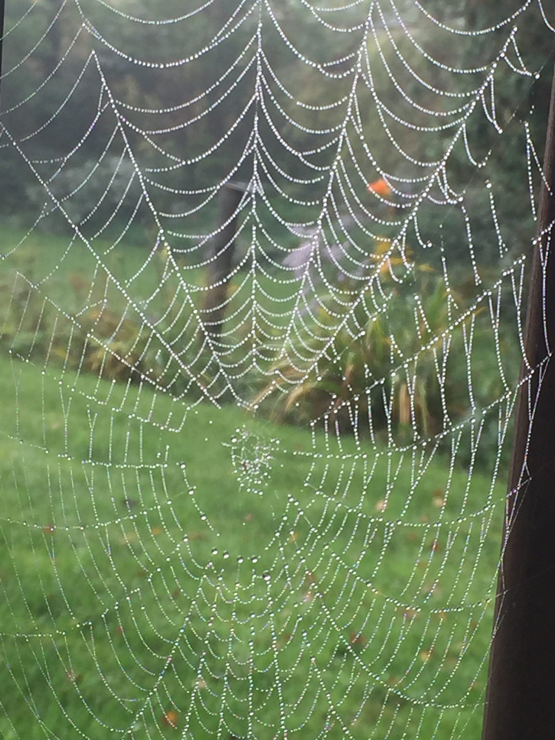 A spider web with water drops on it is hanging from a tree.