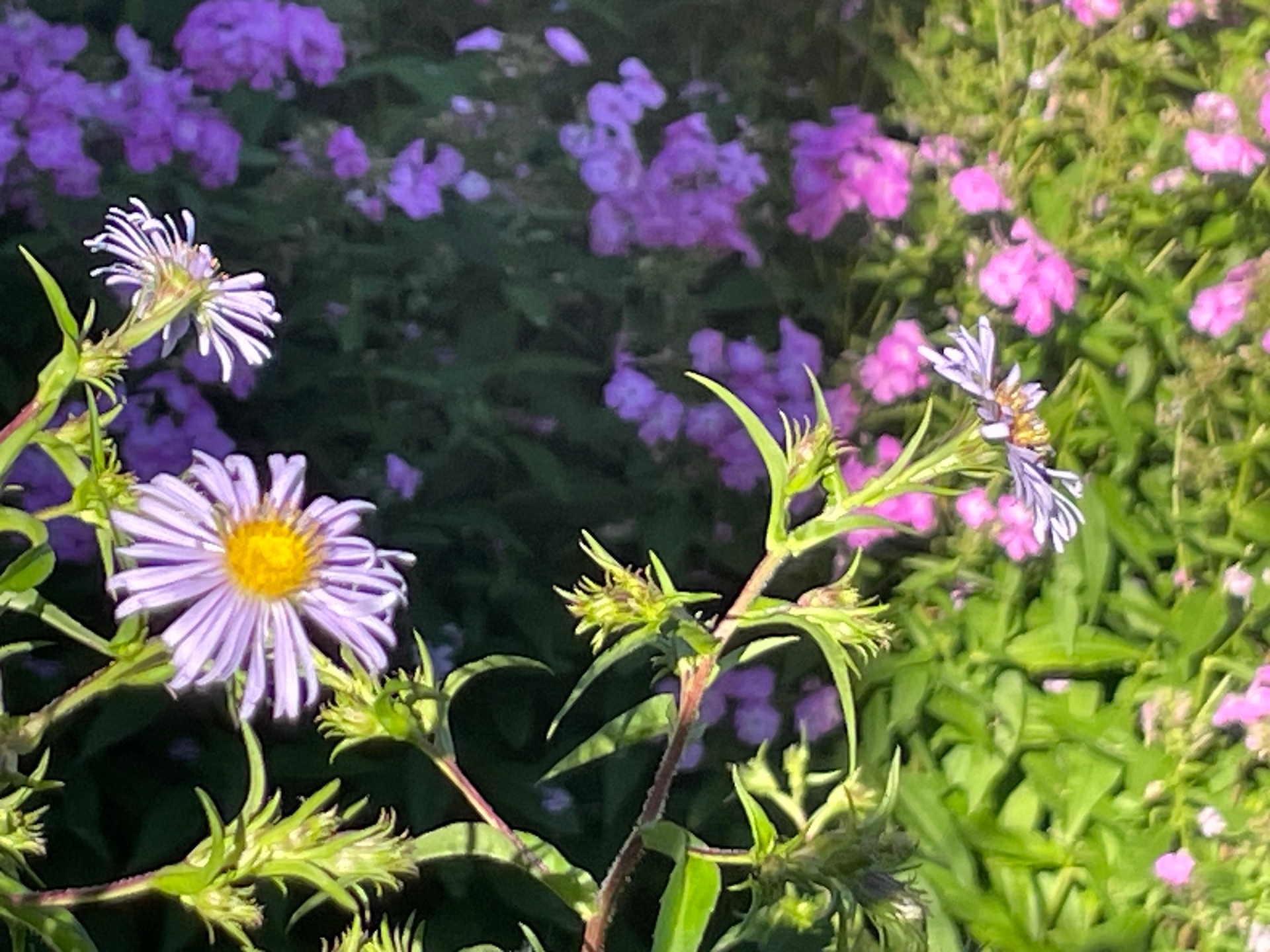 A close up of a purple flower with a yellow center