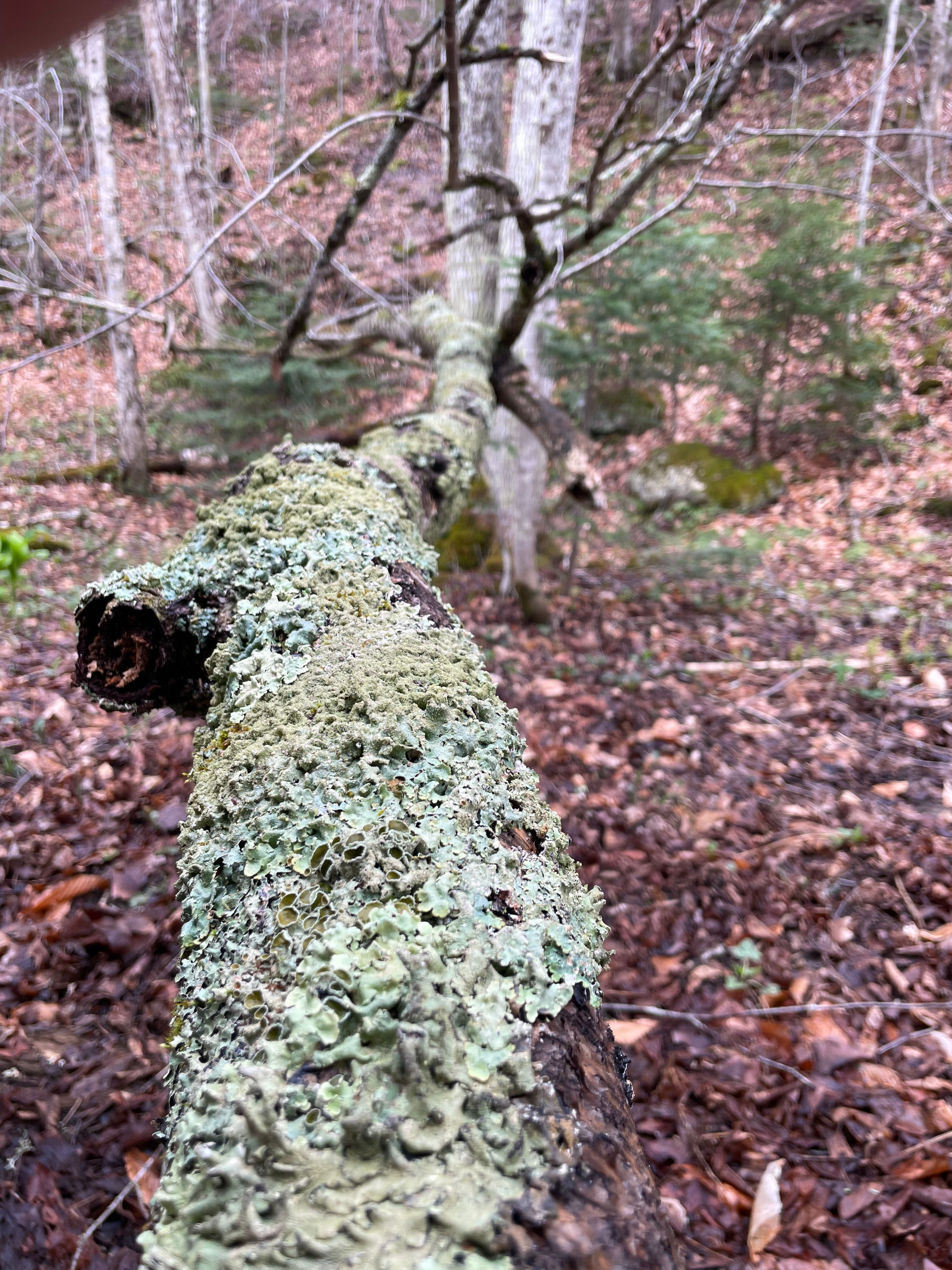 A tree branch with lichen growing on it in the woods.