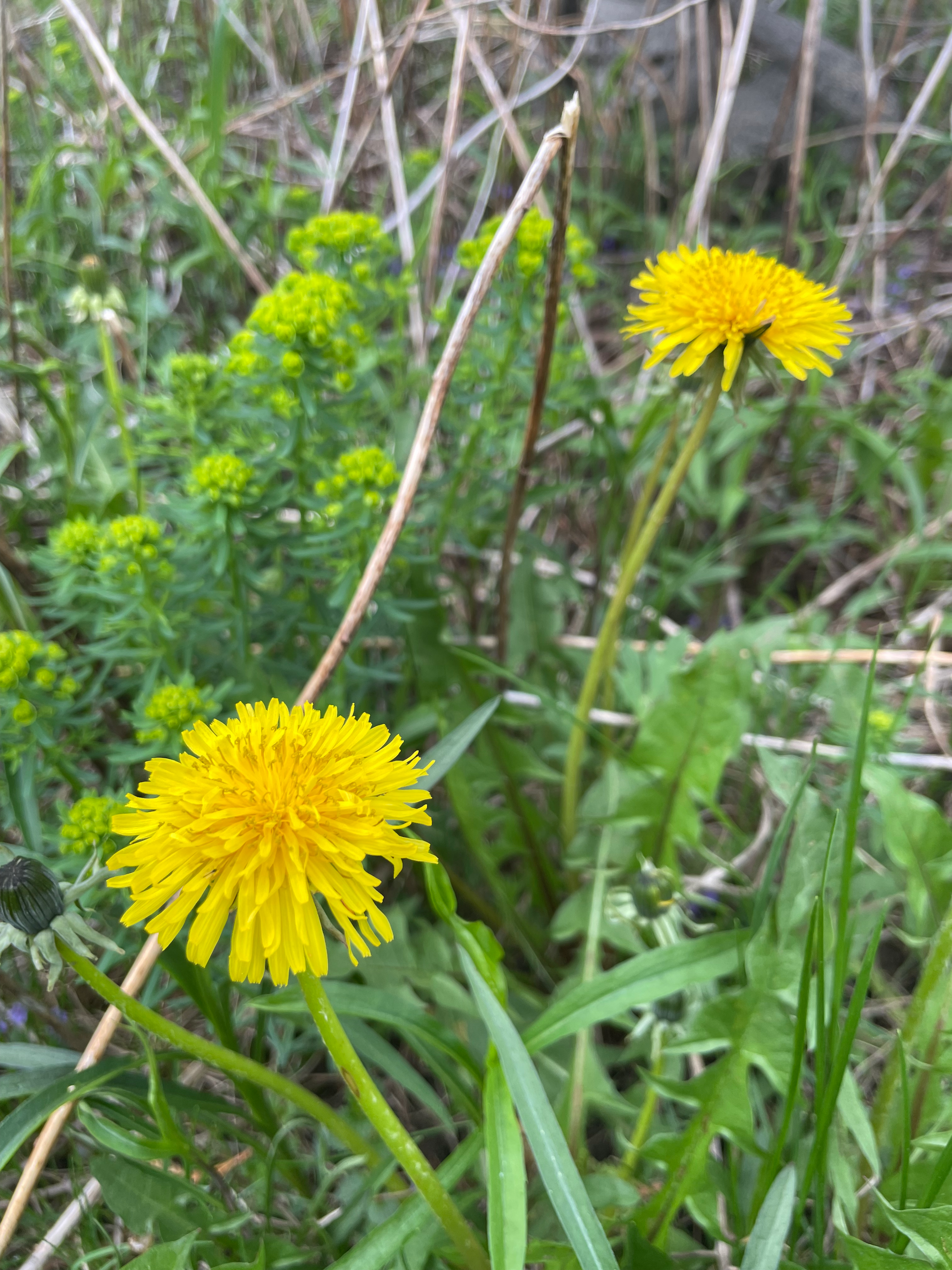 Two dandelions are growing in the grass in a field.