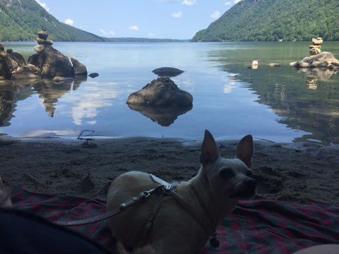 A small dog is sitting on a blanket near Lake Willoughby