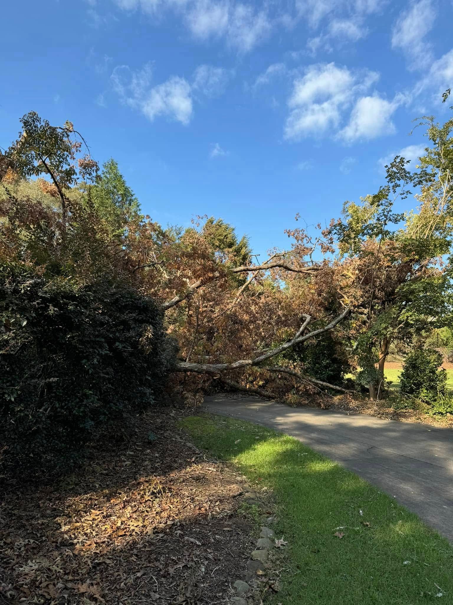 Fallen tree blocking a paved path, brown leaves against blue sky.