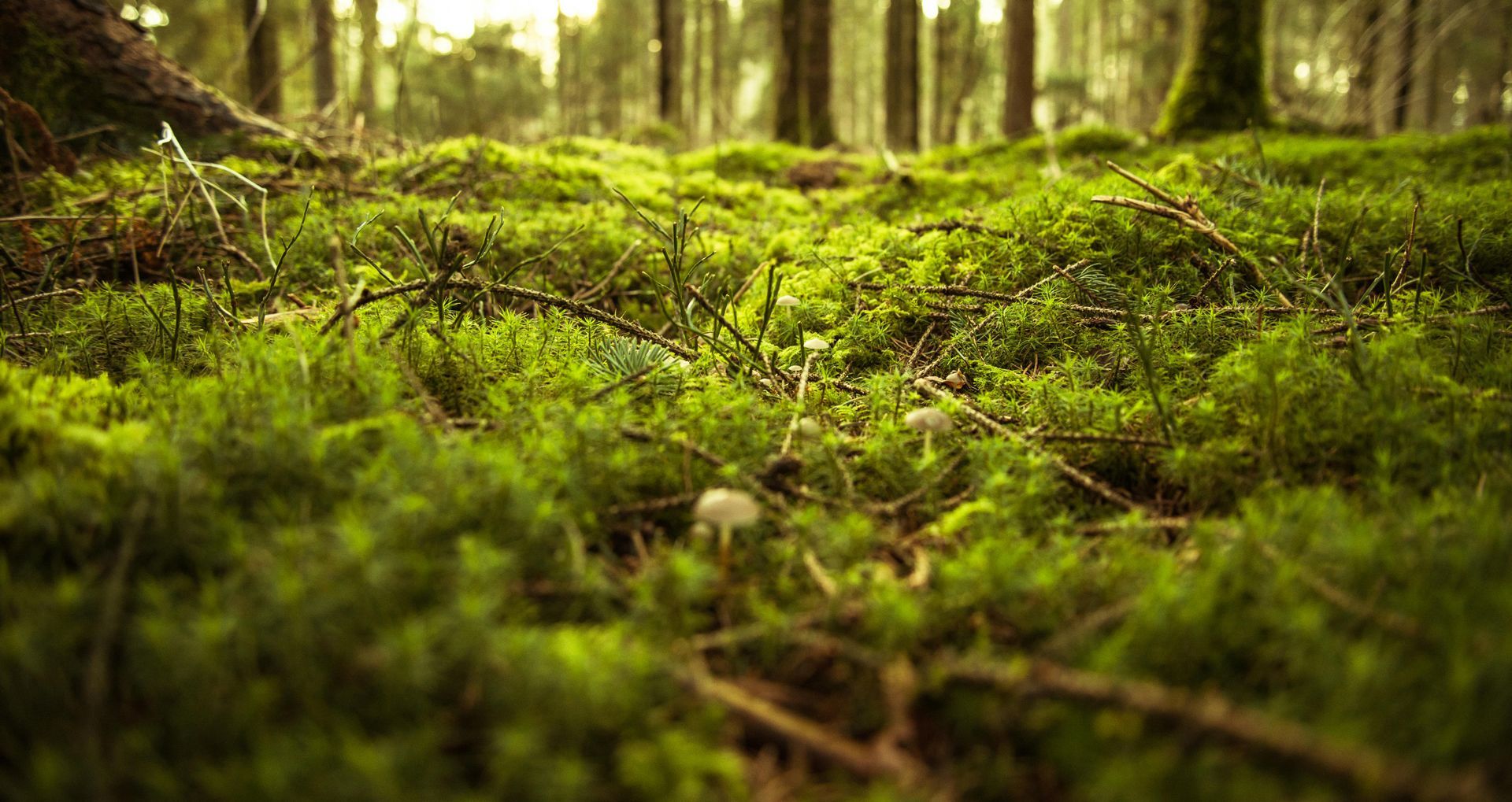 Lush green moss covers the forest floor, with scattered branches and trees in the background.