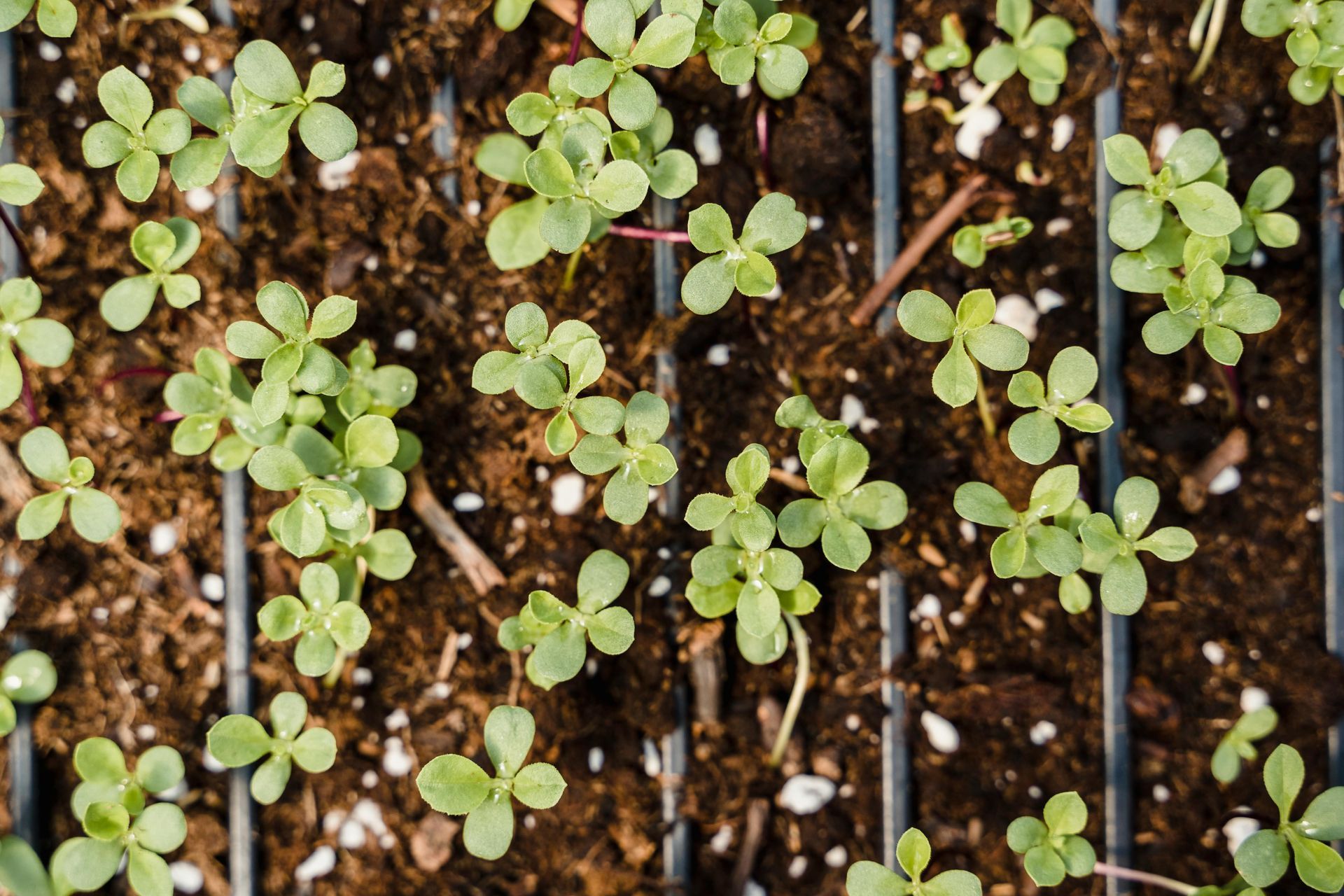 Seedlings in a black tray of soil. Small, green leaves are arranged in a grid pattern.