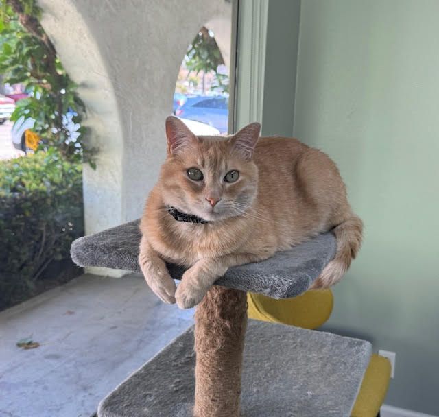 Sonny - Mental Health Officer
