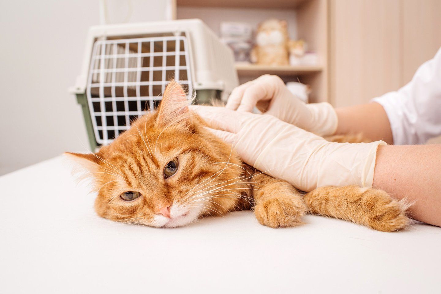 visite veterinarie per gatti