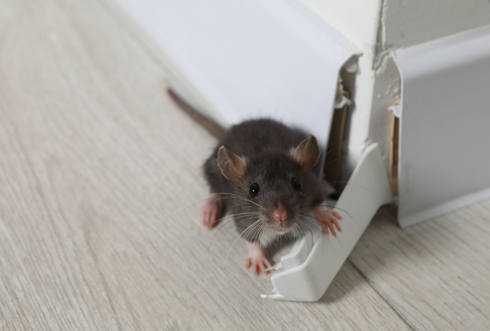 Electrician wearing a hard hat working on wiring inside a wall.