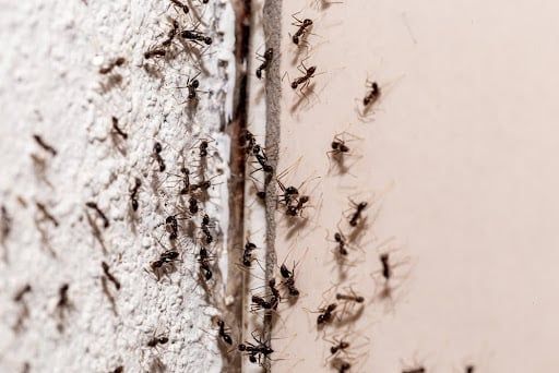 Black ants crawling on a light-colored wall, concentrated near a vertical seam.