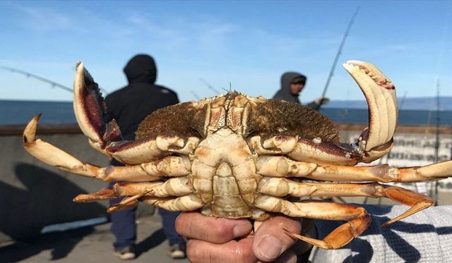 https://lirp.cdn-website.com/fe29a780/dms3rep/multi/opt/Dungeness-Crab-768x448-640w.jpg
