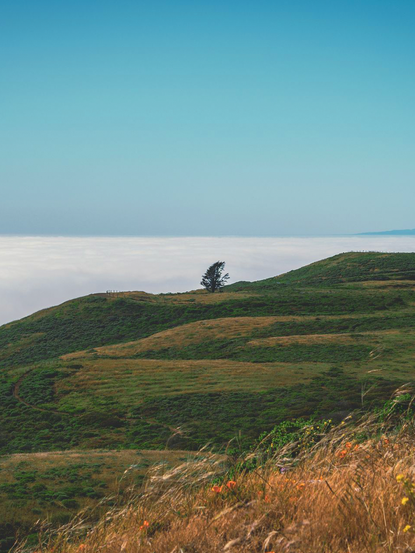 A tree on top of a hill surrounded by clouds.