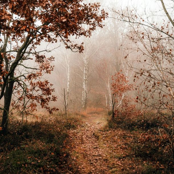 A path in the middle of a forest with trees on both sides