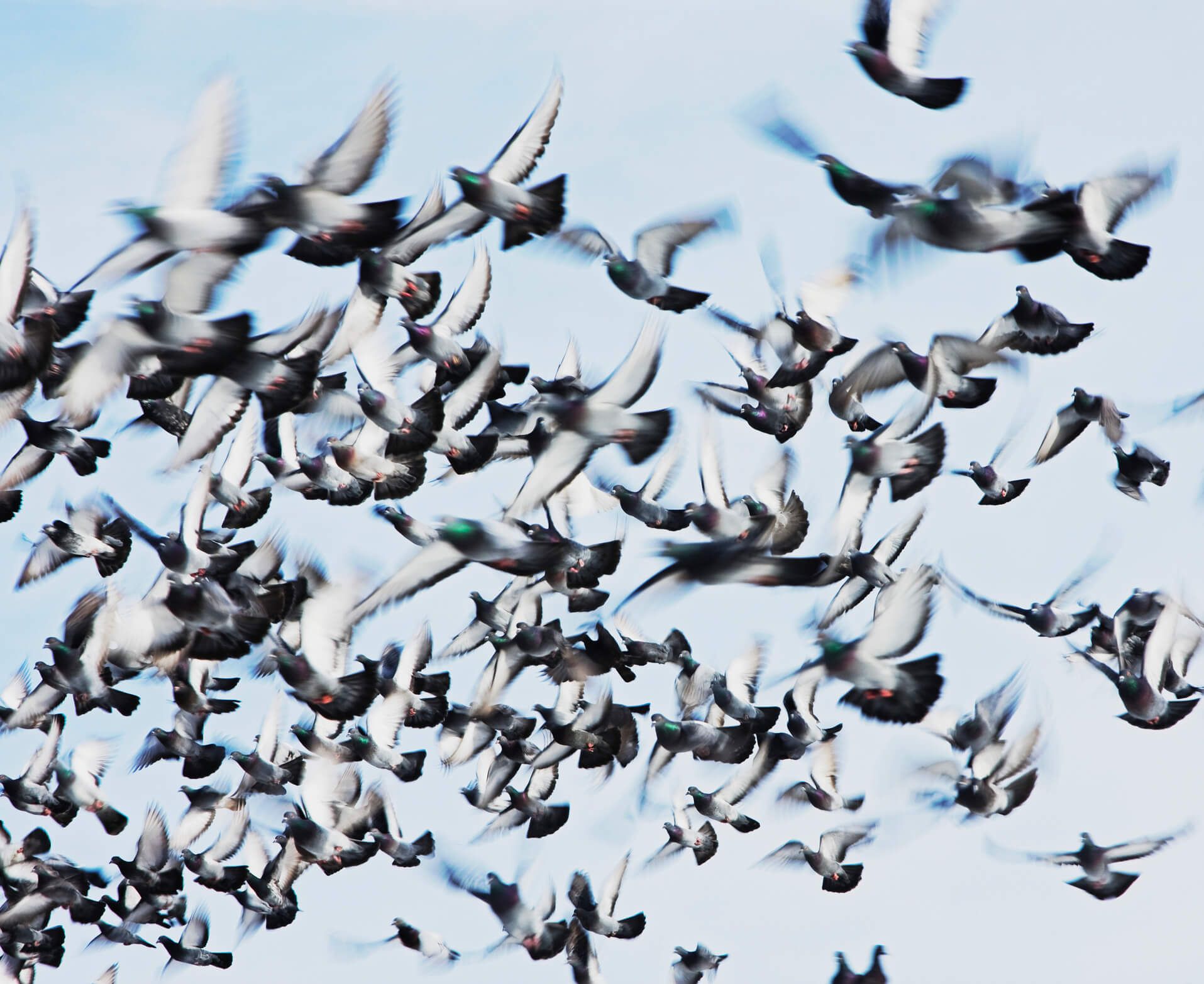 Disinfestazione ambiente