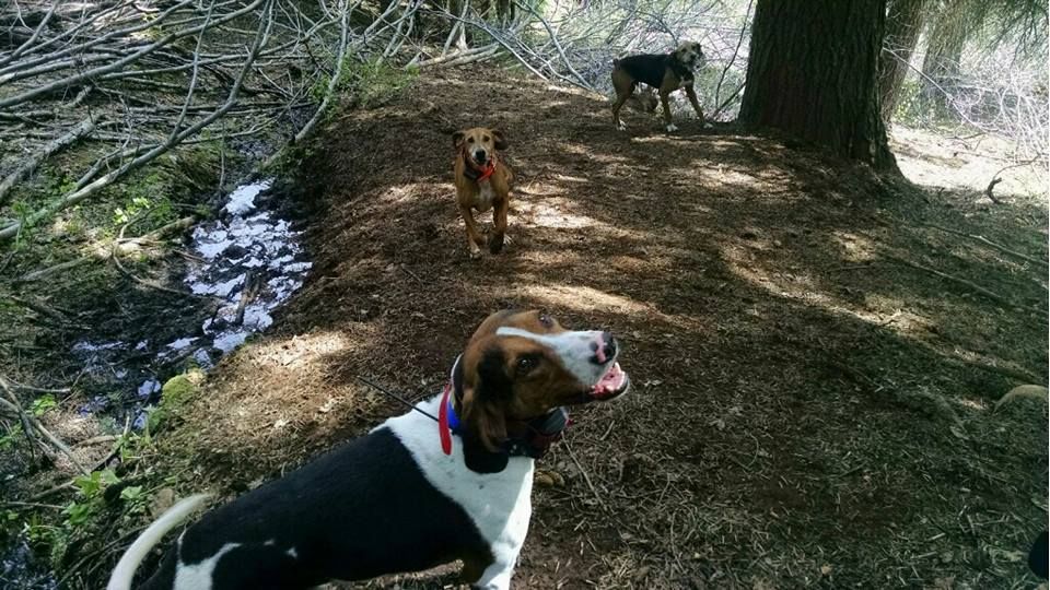 Three dogs having a good time outside near by the Italian Bar Cabin.