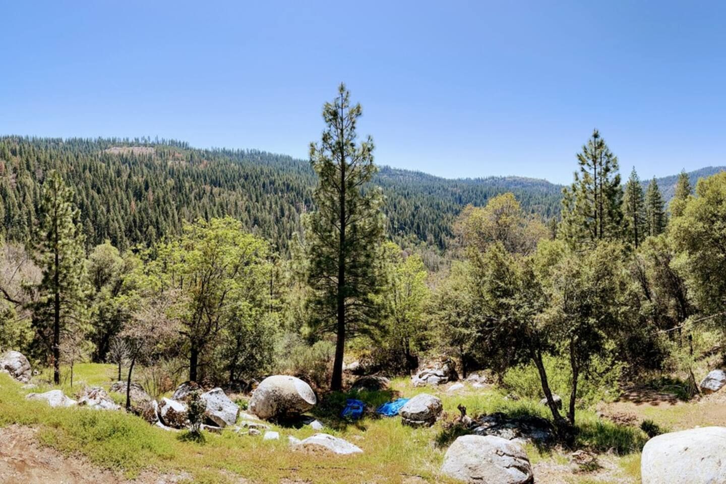Trees on a mountain near the Italian Bar Cabin.