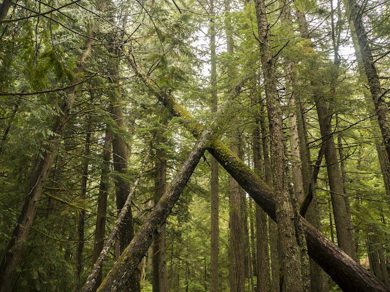 Trunk cutted texture