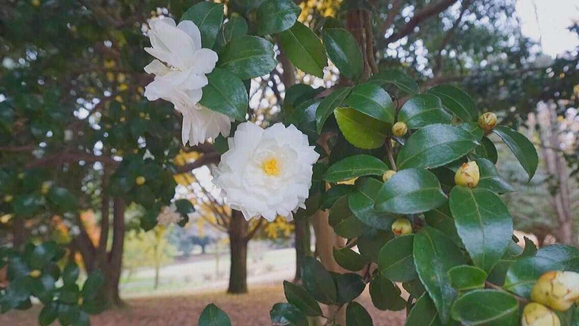 潤覺茶清潔保養系列