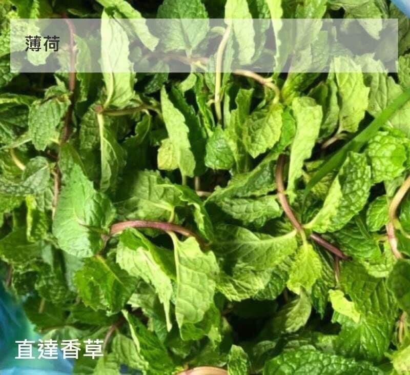 直達香草 新鮮薄荷 50克 Mint
