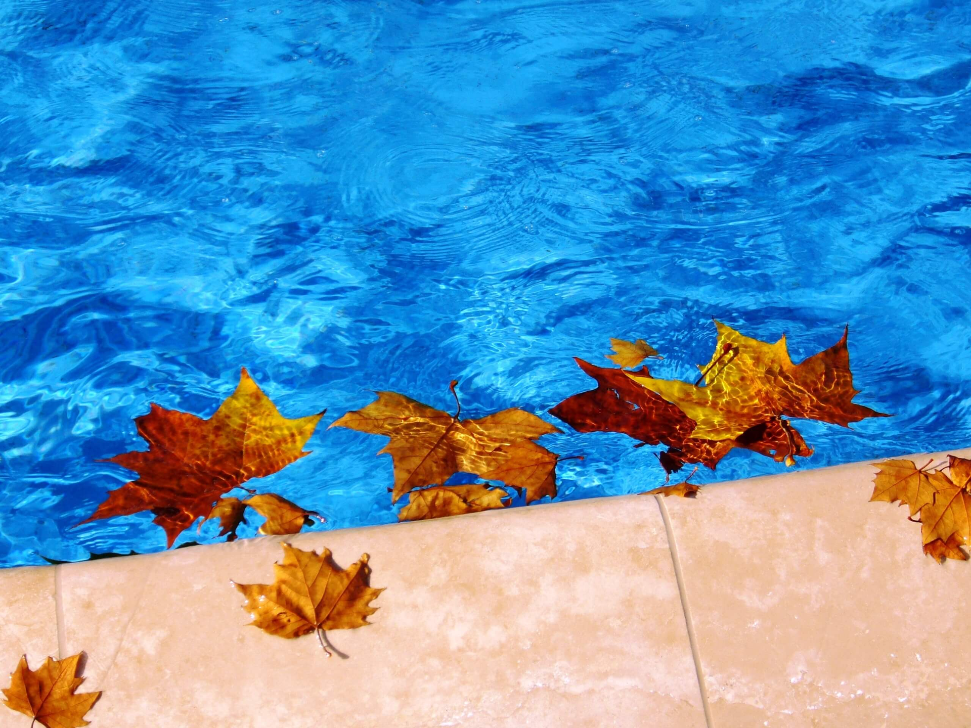 Autumn leaves are floating on the edge of a swimming pool.