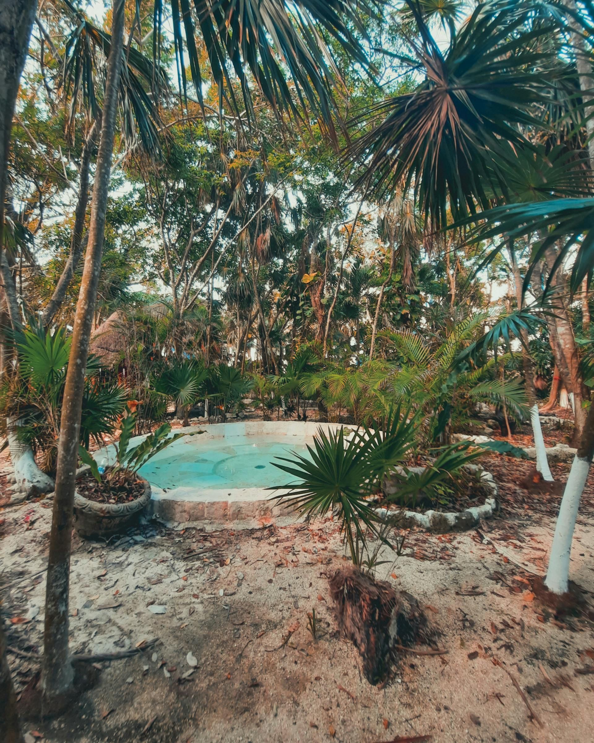 A swimming pool in the middle of a lush green forest surrounded by palm trees.