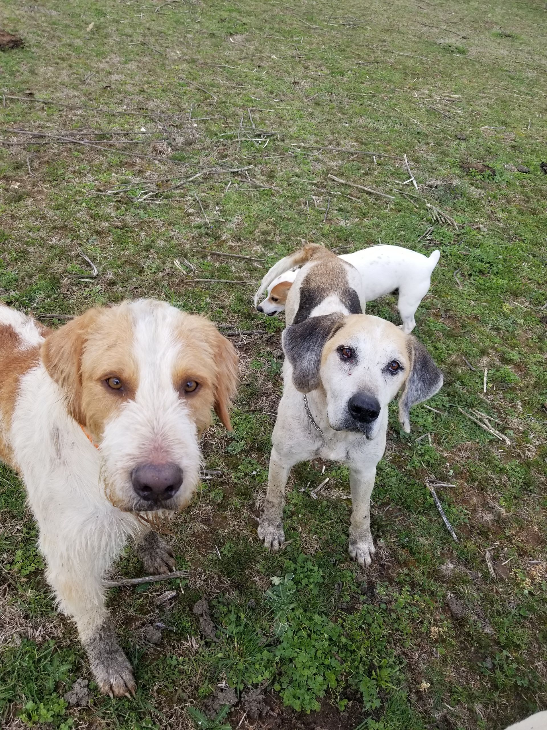 A veterinarian giving a cat a shot; the cat lies on a table while a medical professional injects it.