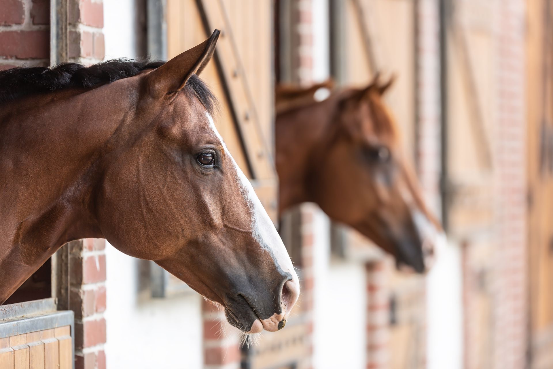 Two brown horses watching from their stable boxes.