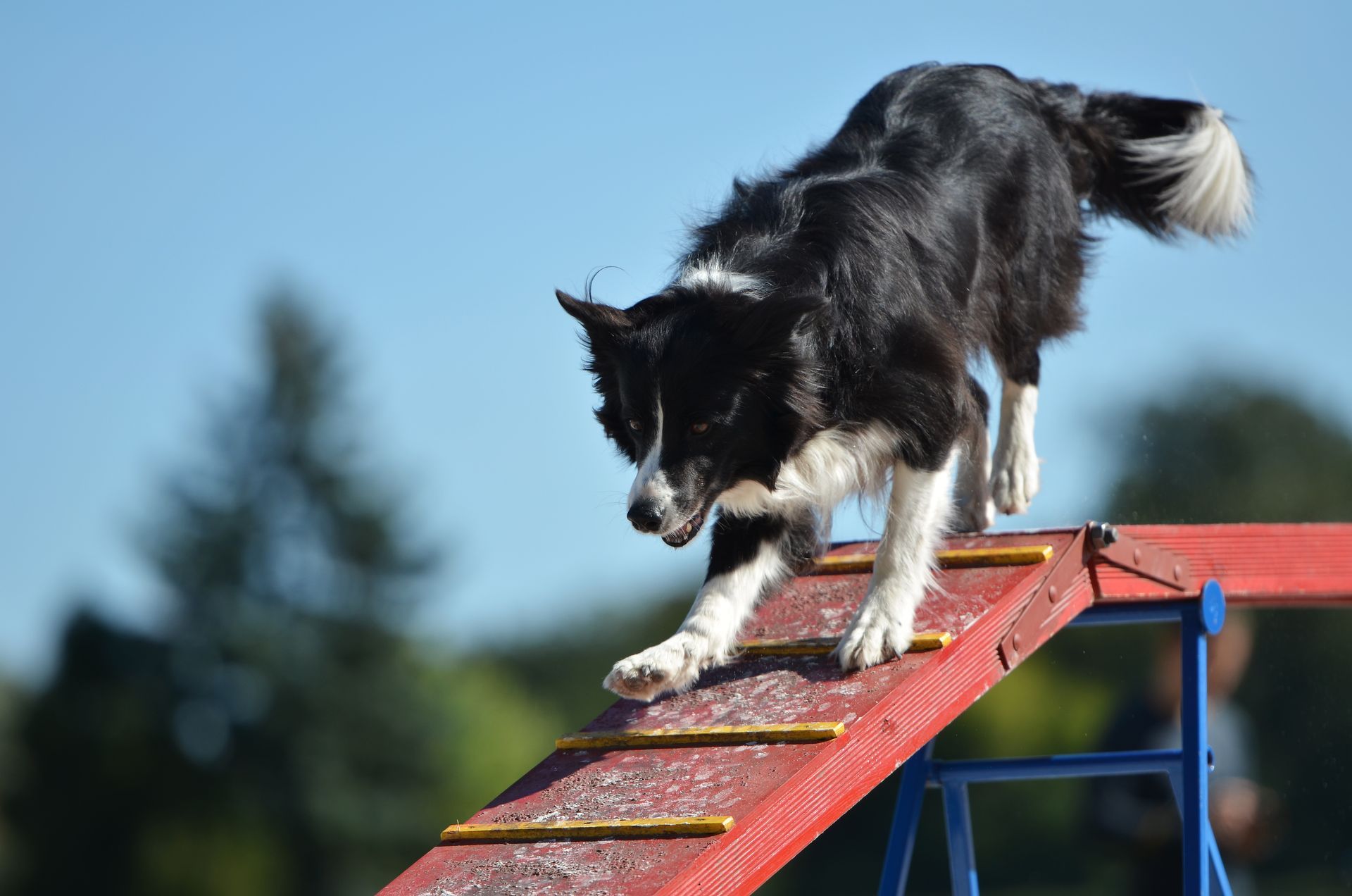 Border Collie running down a red agility ramp during outdoor training.