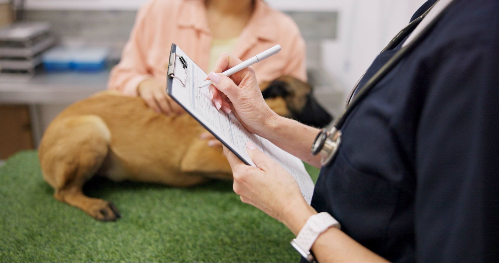 Vet and clipboard for dog checkup with writing animal information.
