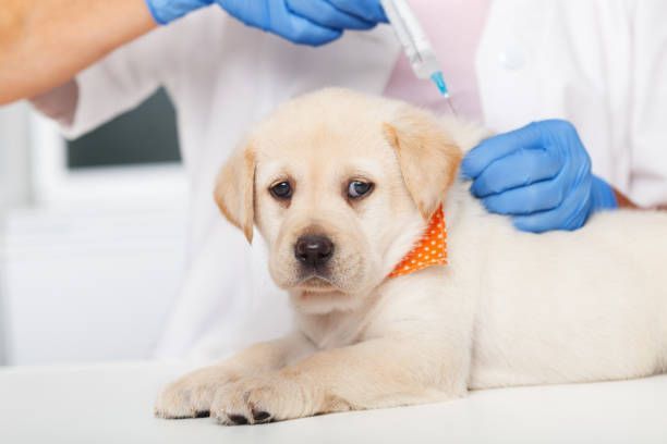 A light yellow Labrador puppy receives a shot from a gloved hand in a veterinarian's office. The puppy looks apprehensive with an orange collar.