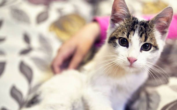 Cute tabby and white kitten resting on a blanket beside a person's hand.