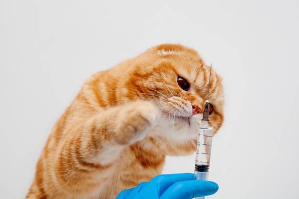 Orange tabby cat looks with distress at a syringe held by a person wearing blue gloves. White background.