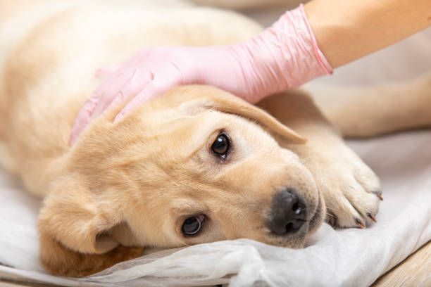A light-colored Labrador puppy is being gently petted by a person wearing a pink glove. The dog is lying down, looking at the camera.