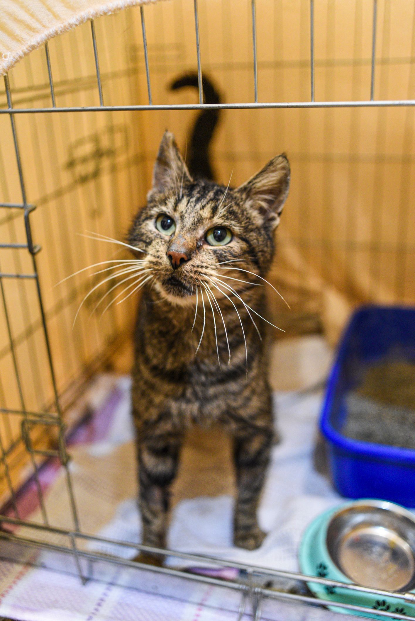 Cat boarding services showing a worried cat in a cage at a veterinary hospital. Cat boarding services showing a worried cat in a cage at a veterinary hospital.