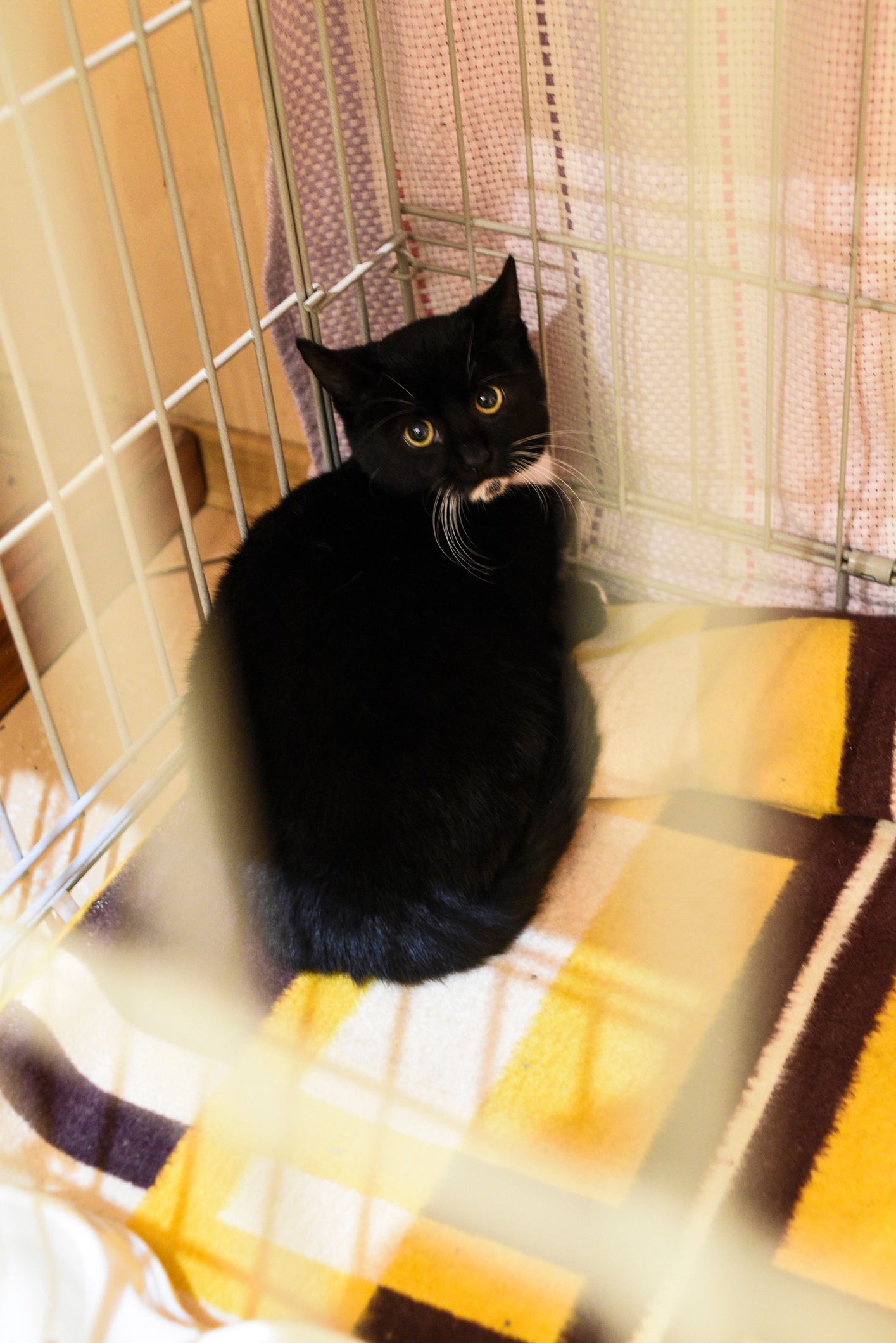 Cat boarding services showing a calm black and white cat in a cozy cage. Cat boarding services showing a calm black and white cat in a cozy cage.