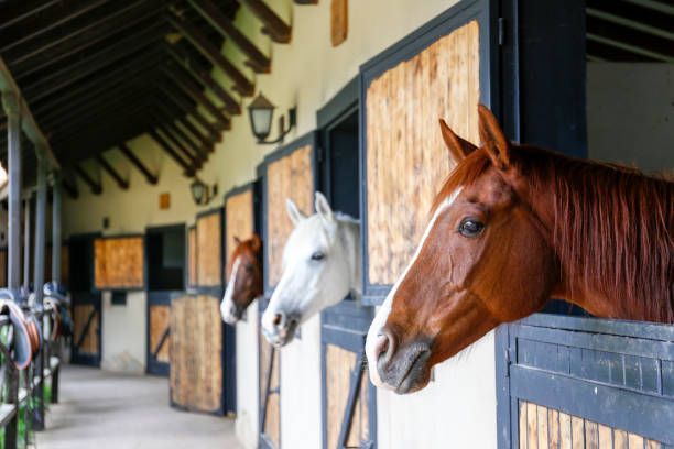 Horses peek out from their stalls in a stable. A chestnut horse is closest, with a white and a brown horse in the background.