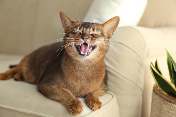 A brown Abyssinian cat yawning widely on a beige couch next to a potted plant.