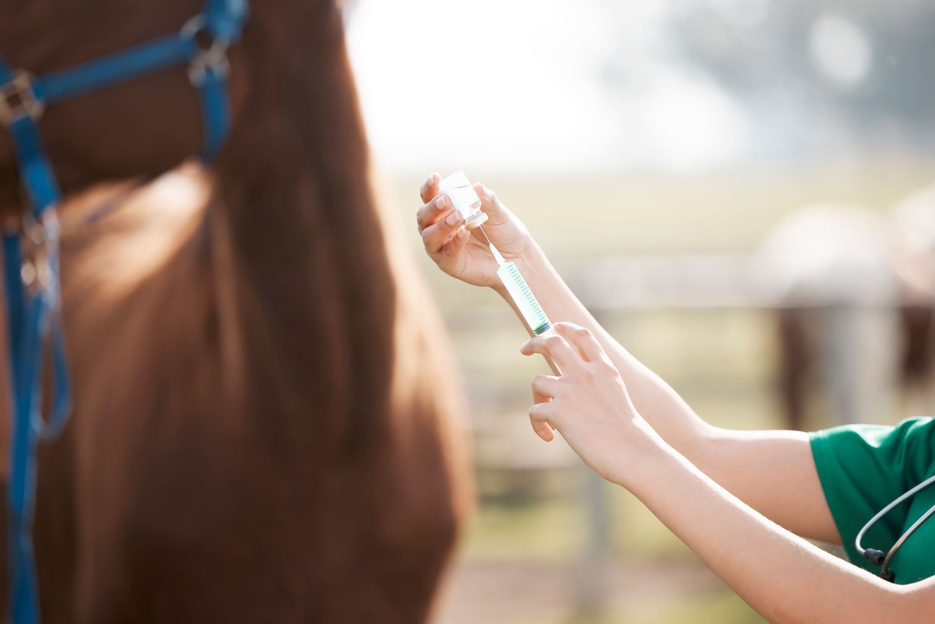 Veterinarian preparing a syringe for a horse. The horse is brown with blue bridle. The setting is outdoors.