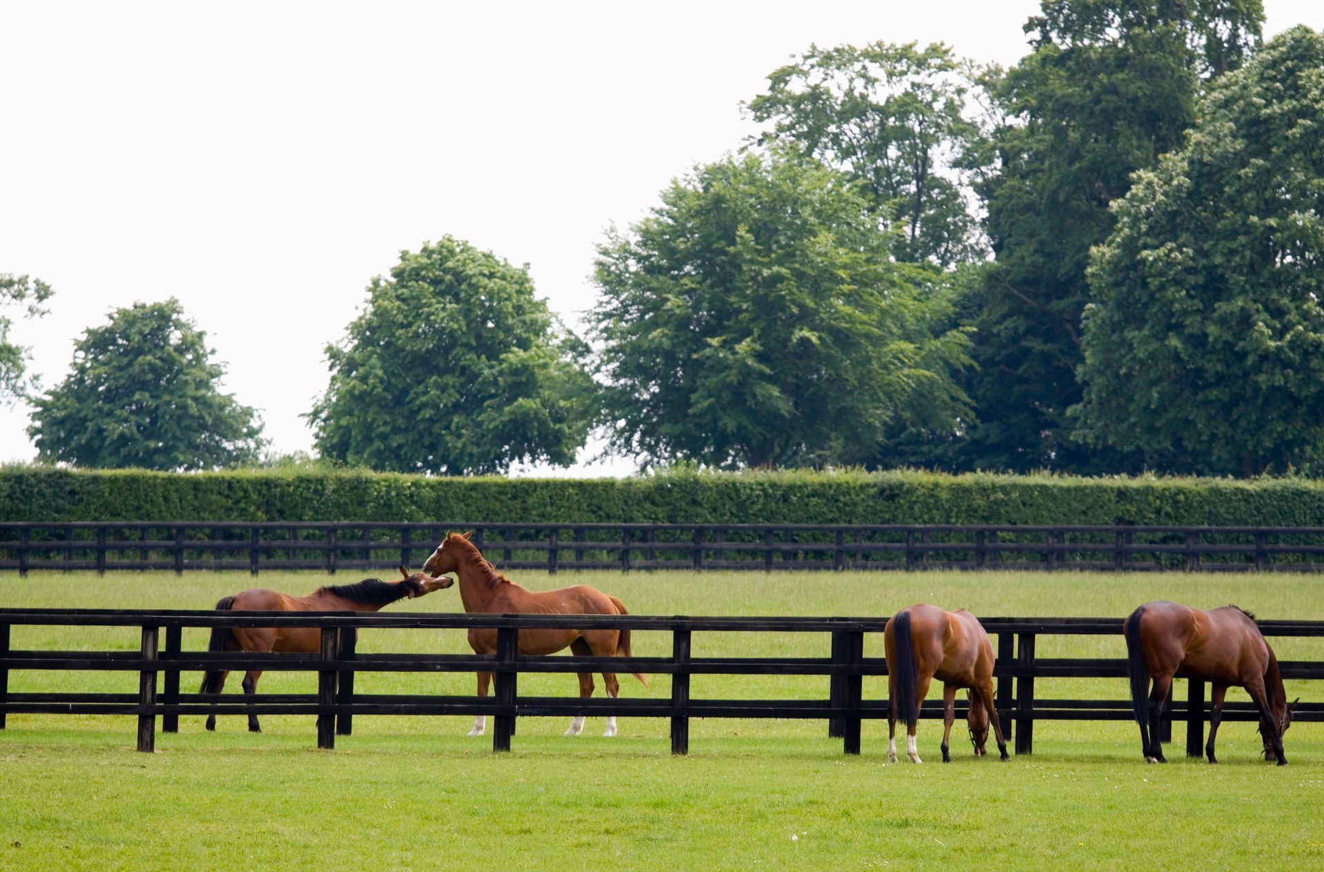 Four brown horses grazing in a green pasture behind a black wooden fence, with trees in the background.