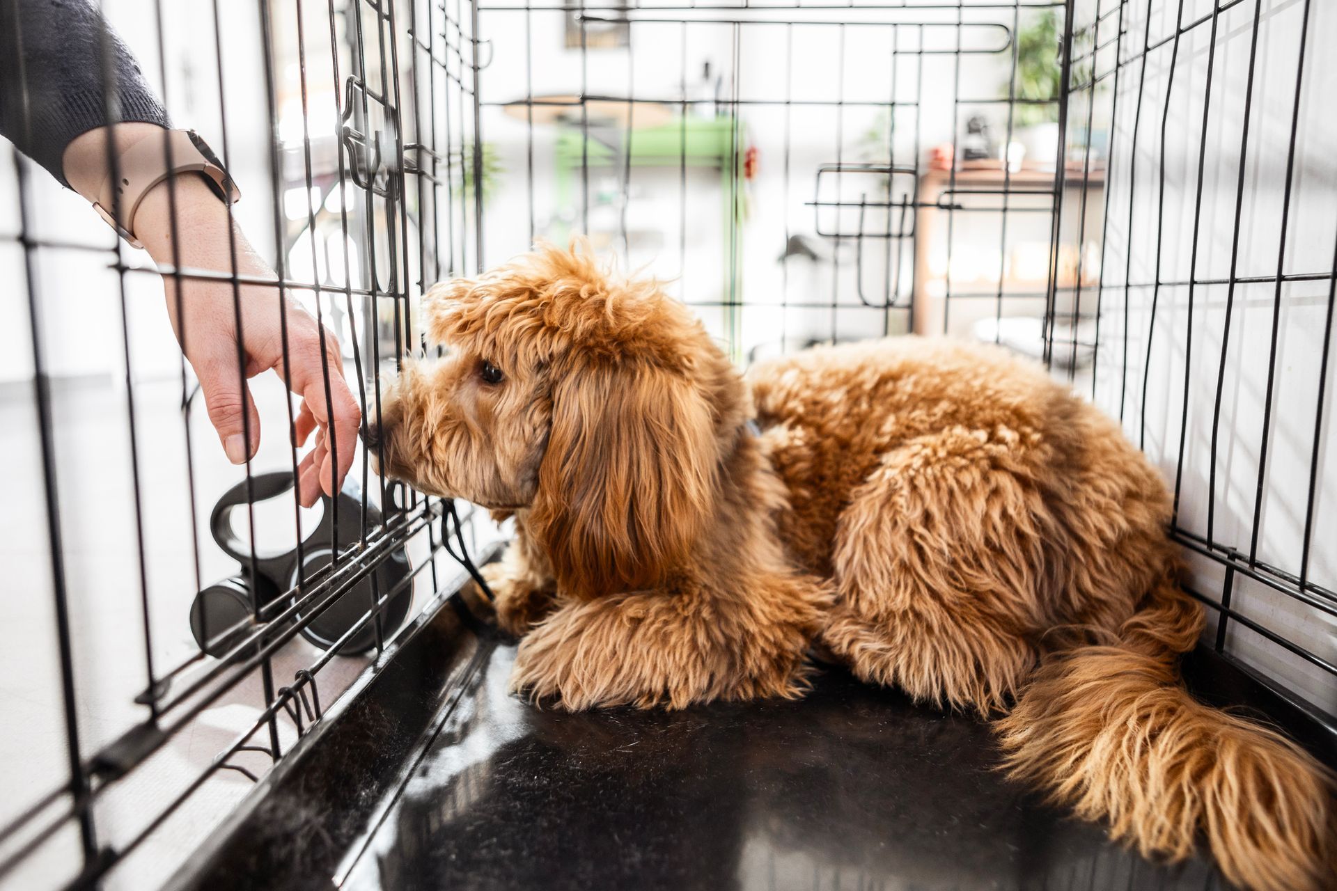 A small poodle dog inside of animal shelter cage.