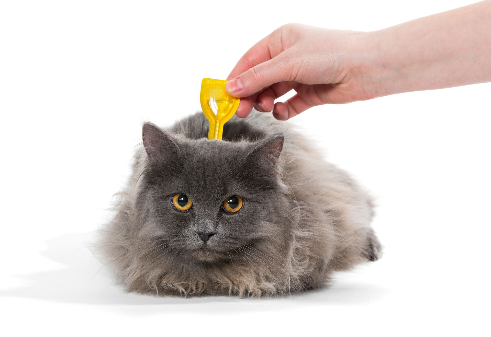 A person's hand using a yellow tick removal tool to remove a tick from a gray fluffy cat. White background.