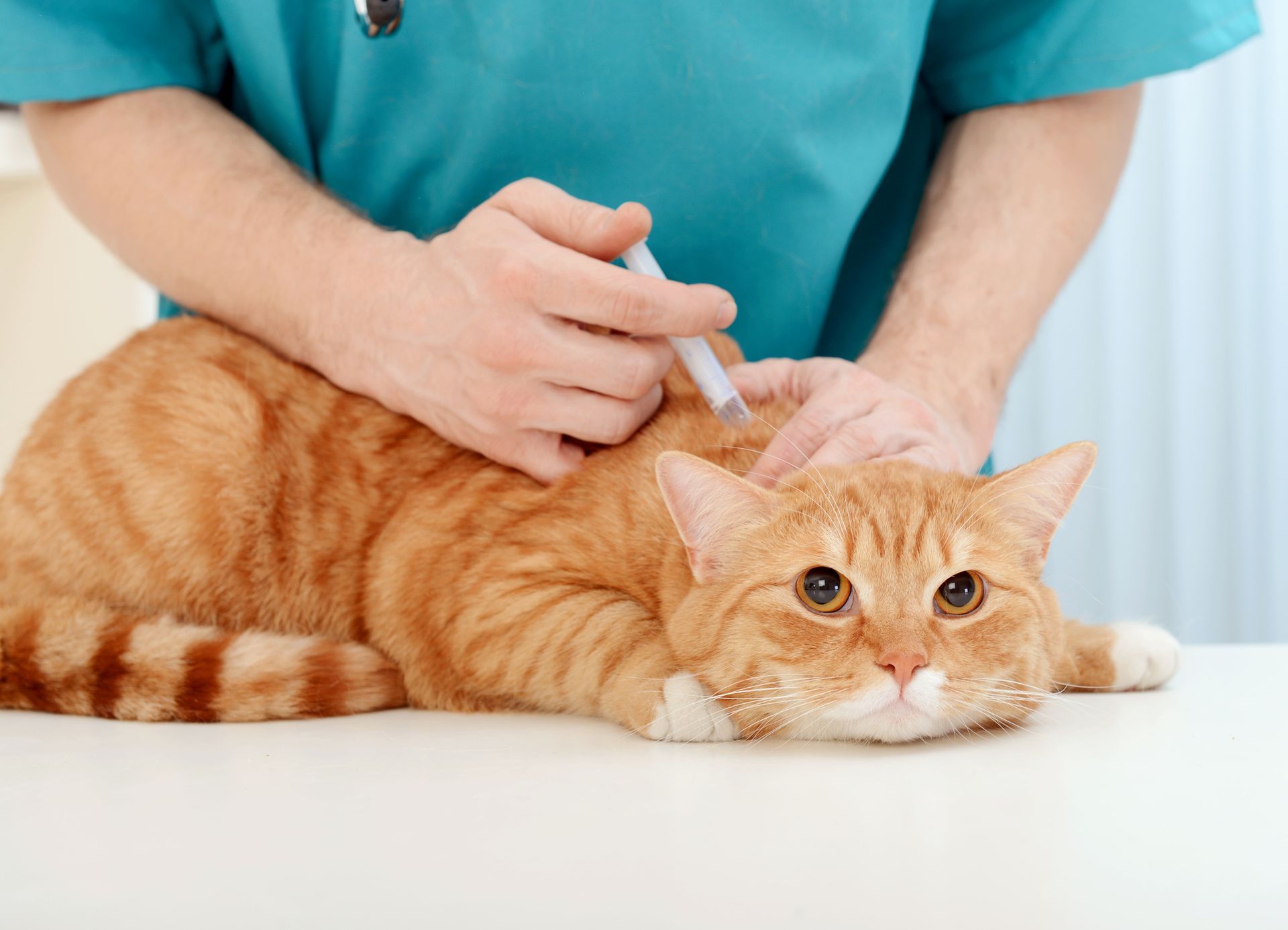 A veterinarian gives an orange tabby cat an injection on a white table; the cat looks worried.
