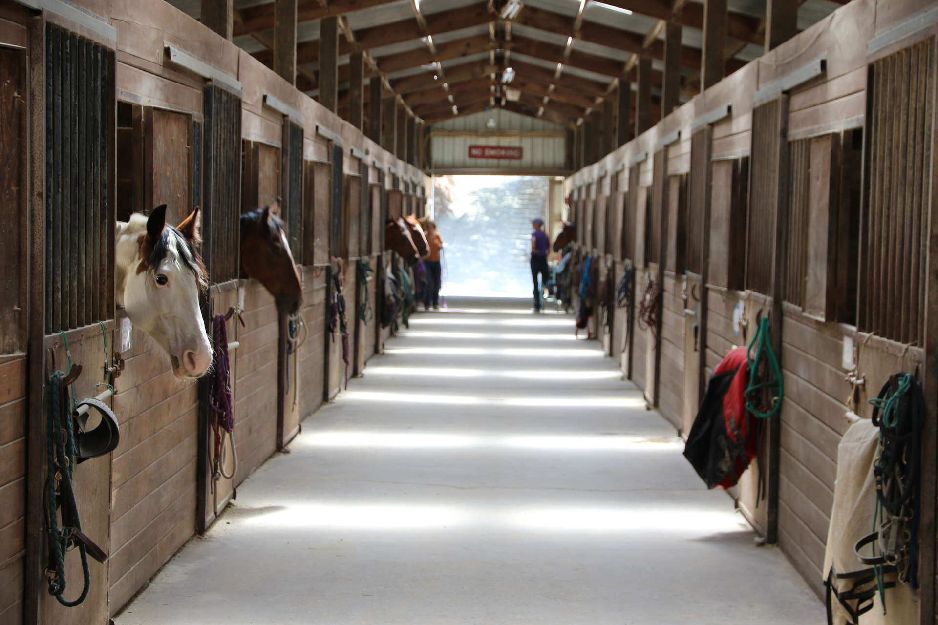 Horses in stalls of a stable, heads out, with tack hanging on the doors. A person is seen walking toward the outside light.