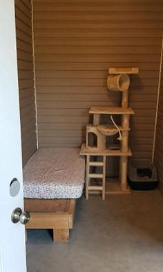 Cat room with bed and tree