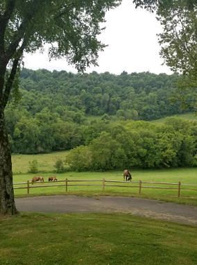 Horses in a green pasture