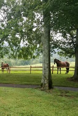 Horses in grassy Boarding facility